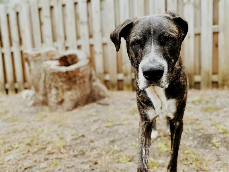 Brindle dog standing in a backyard enclosed by a wood privacy fence