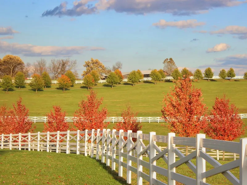 White four-board horse fence curving across rolling green pasture with autumn trees behind