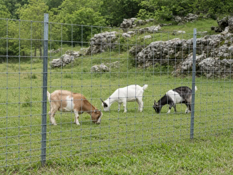 Woven wire field fence on T-posts with goats in a rocky pasture, Murfreesboro, TN