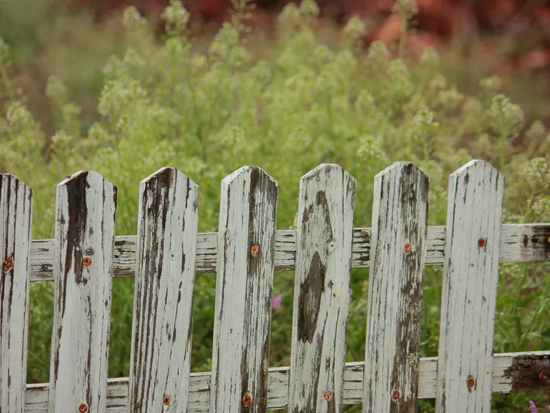 Weathered white wood picket fence with broken and missing pickets in front of tall grass