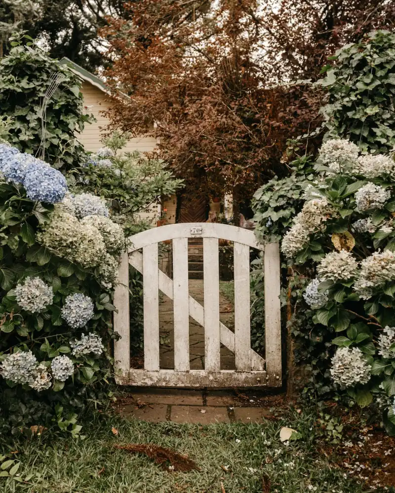 White wood walk gate set between big white hydrangea bushes in a shady garden