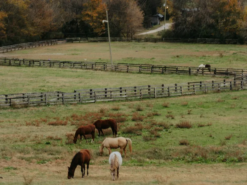 Horses grazing in a rolling green pasture divided by wood board fences, with autumn hardwoods behind