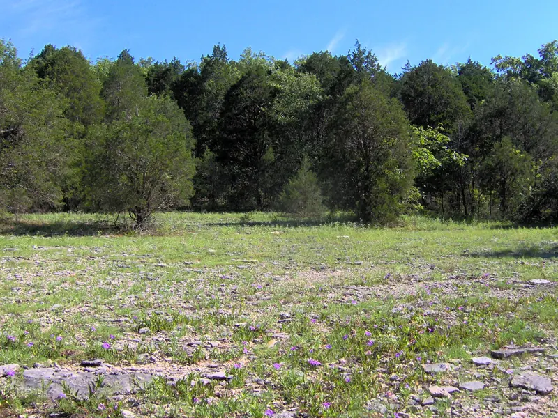Limestone cedar glade in Middle Tennessee with flat rock showing through thin soil and red cedars behind